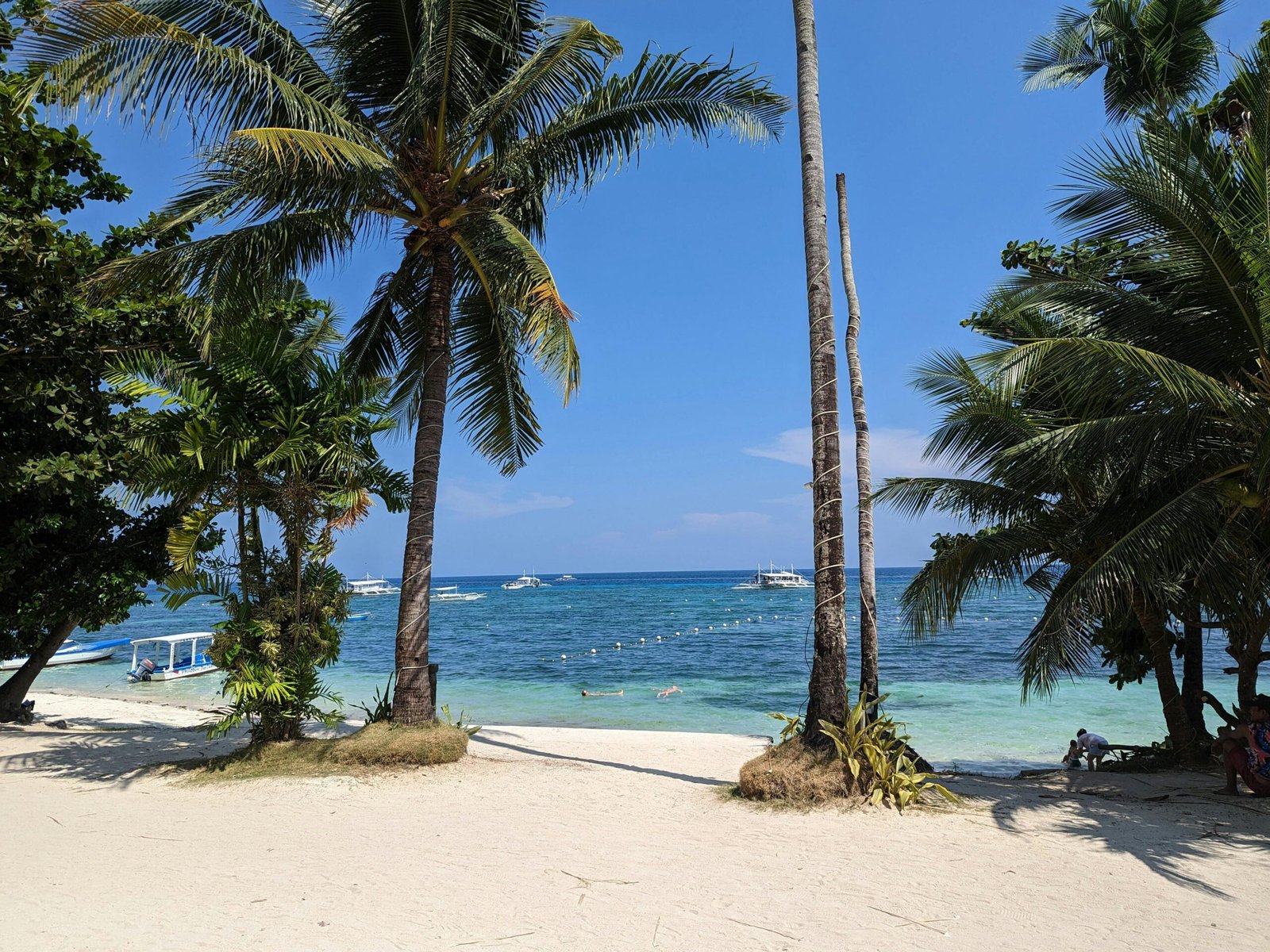 Bohol Natural Wonders and Unique Wildlife